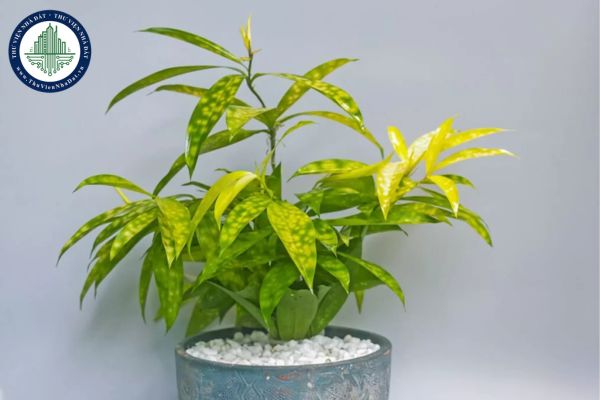 Cây Trúc Nhật Vàng