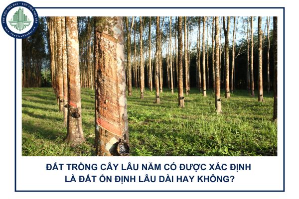 Đất trồng cây lâu năm có được xác định là đất ổn định lâu dài hay không?