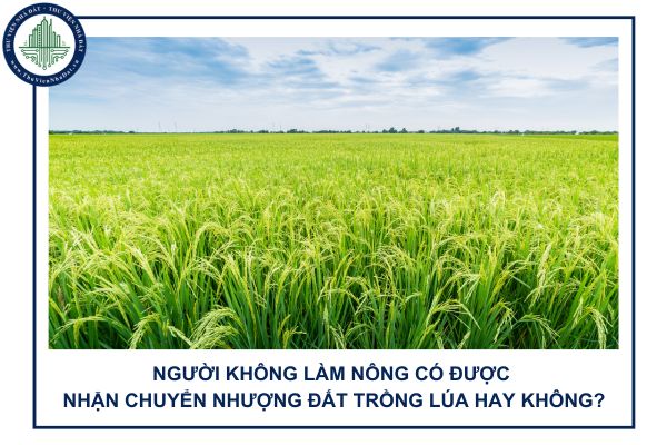 Người không làm nông có được nhận chuyển nhượng đất trồng lúa hay không?