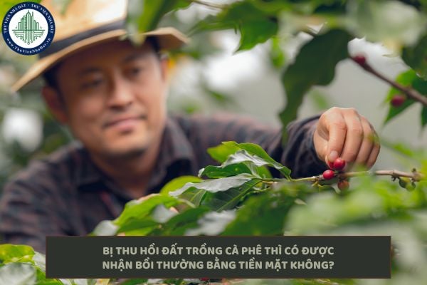 Bị thu hồi đất trồng cà phê thì có được nhận bồi thường bằng tiền mặt không?