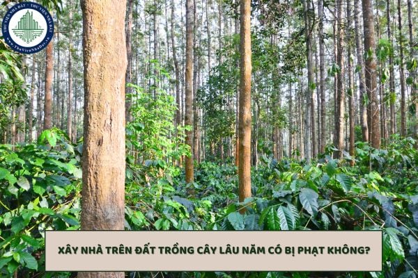 Xây nhà trên đất trồng cây lâu năm có bị phạt không? Mức phạt là bao nhiêu?