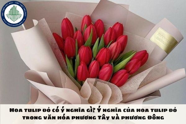 Hoa tulip đỏ có ý nghĩa gì? Ý nghĩa của hoa tulip đỏ trong văn hóa phương Tây và phương Đông