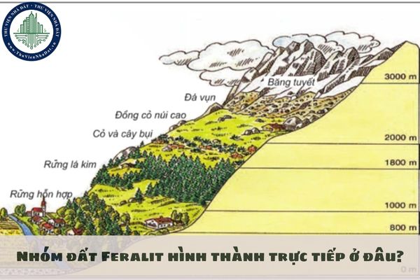 Nhóm đất Feralit hình thành trực tiếp ở đâu?