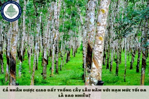 Cá nhân được giao đất trồng cây lâu năm với hạn mức tối đa là bao nhiêu?