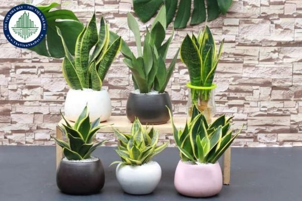 Gợi ý cây để bàn hợp người mệnh thủy giúp thu hút tài lộc.