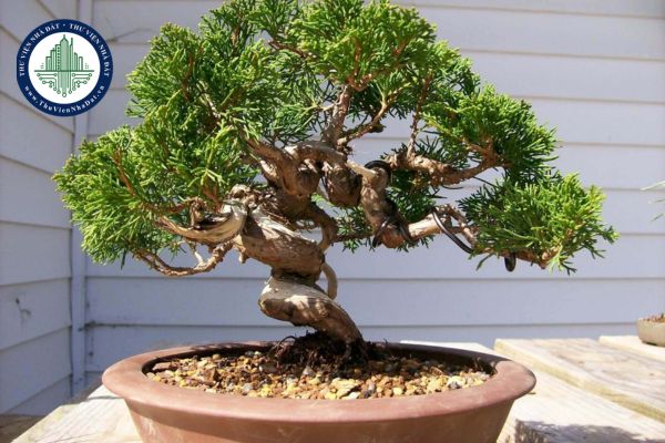 Những lưu ý khi chọn vị trí đặt cây Bonsai tránh phạm phong thủy