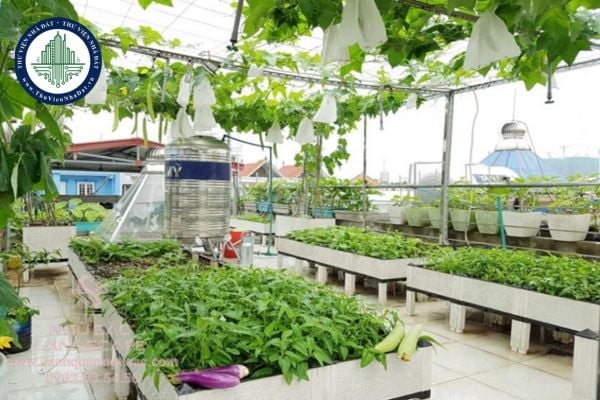 Những lưu ý khi làm vườn rau trên sân thượng, ban công