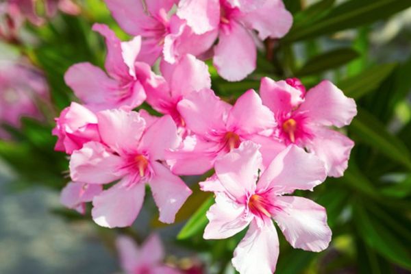 Những loại cây cảnh tránh để trong phòng làm việc 