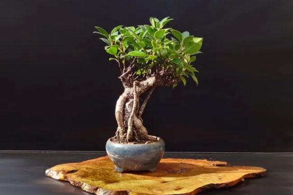Những loại cây cảnh tránh để trong phòng làm việc