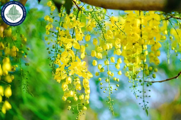 Cây muồng hoàng yến hợp với mệnh gì, tuổi nào?