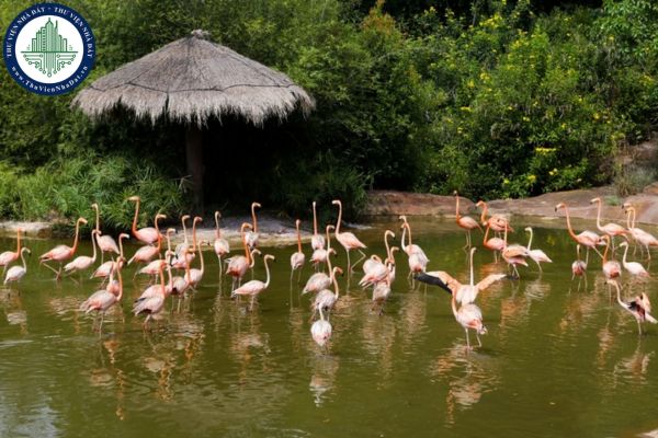 Vinpearl Safari Phú Quốc là gì? Vinpearl Safari Phú Quốc có gì đặc sắc?