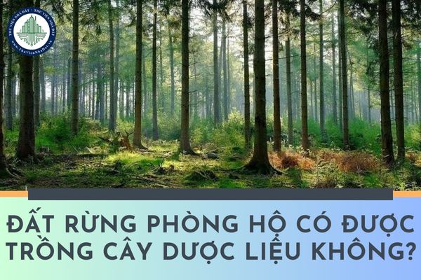 Cá nhân được Nhà nước giao đất rừng phòng hộ có được trồng cây dược liệu không?