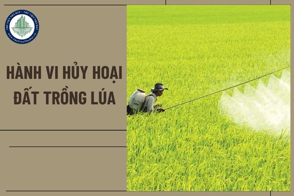 Hủy hoại đất trồng lúa xử lý hành chính như thế nào?