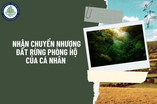 Tổ chức kinh tế có được nhận chuyển nhượng quyền sử dụng đất rừng phòng hộ của cá nhân để xây dựng cơ sở lưu trú du lịch không?