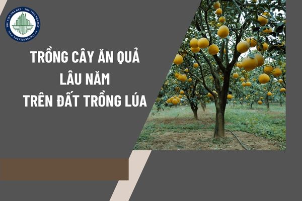 Có được trồng cây ăn quả lâu năm trên đất trồng lúa?