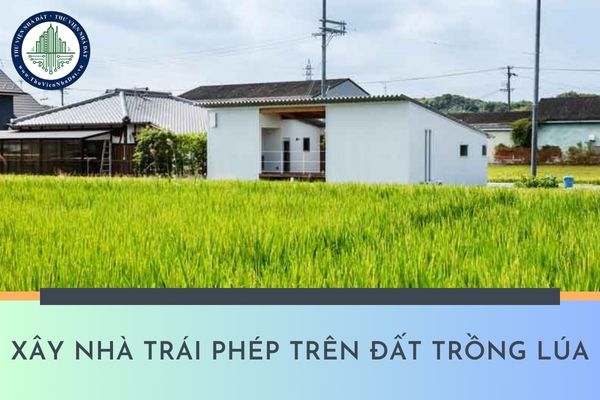 Xây nhà trái phép trên đất trồng lúa với diện tích 70m2 thì bị xử phạt như thế nào?