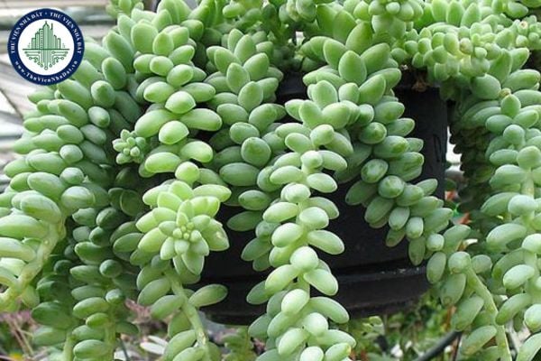 Sen đá chuỗi ngọc hợp phong thủy với người mệnh Kim không?