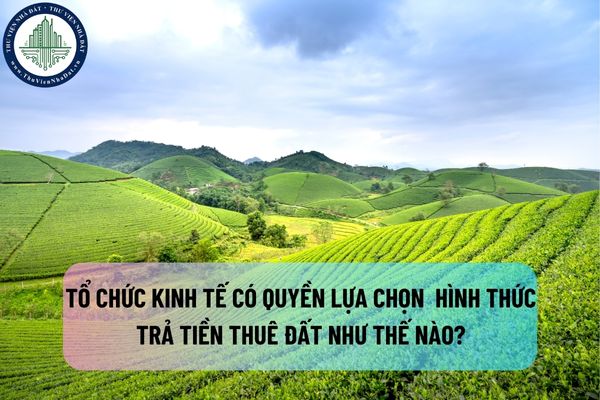 Tổ chức kinh tế có quyền lựa chọn những hình thức trả tiền thuê đất như thế nào?