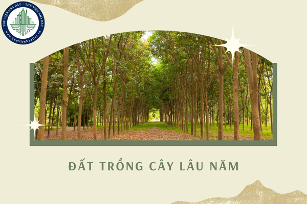 Đất trồng cây lâu năm được hiểu là đất gì? Điều kiện cho thuê đất trồng cây lâu năm?