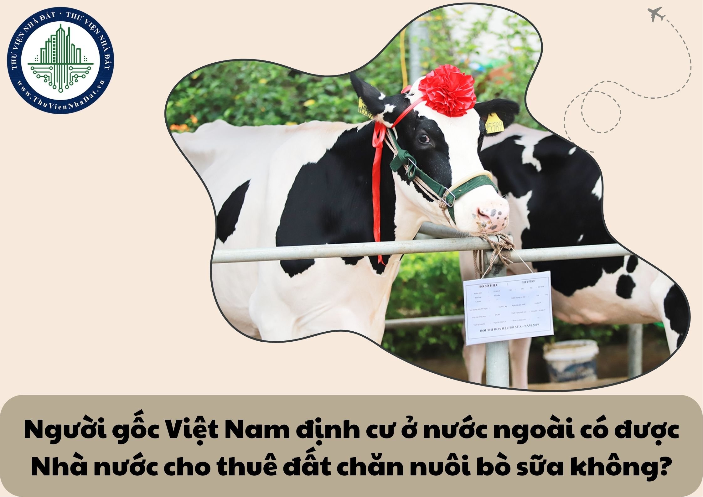 Người gốc Việt Nam định cư ở nước ngoài có được Nhà nước cho thuê đất chăn nuôi bò sữa không?