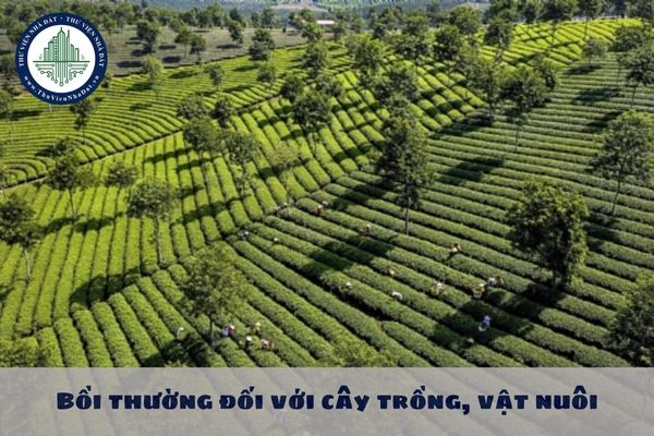 Nhà nước thu hồi đất gây thiệt hại đối với cây rừng trồng bằng nguồn vốn ngân sách thì mức thường được quy định như thế nào?