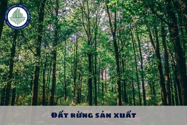 Đất rừng sản xuất là gì? Hạn mức giao đất rừng sản xuất là rừng trồng là bao nhiêu?