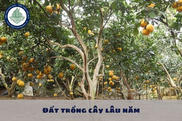 Đất trồng cây lâu năm khi hết thời hạn sử dụng đất thì không cần phải làm thủ tục gia hạn đúng không?