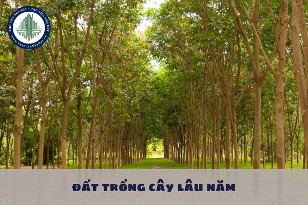 Đất trồng cây lâu năm không được sử dụng trong thời gian bao nhiêu tháng liên tục thì sẽ bị thu hồi đất?