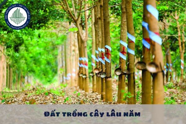 Đất trồng cây lâu năm có được sử dụng kết hợp đa mục đích không?