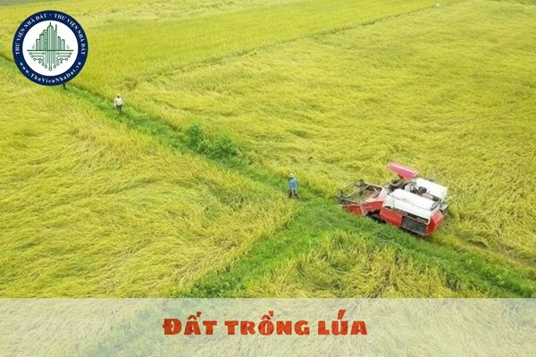 Đất trồng lúa có phải là đất trồng cây hằng năm không?