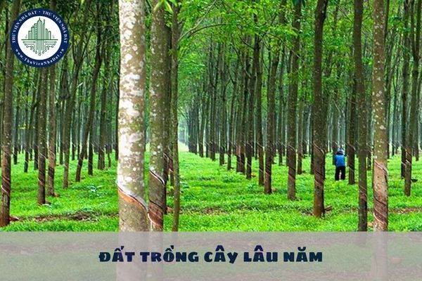 Hạn mức giao đất trồng cây lâu năm không quá 30 ha cho cá nhân đối với khu vực nào?