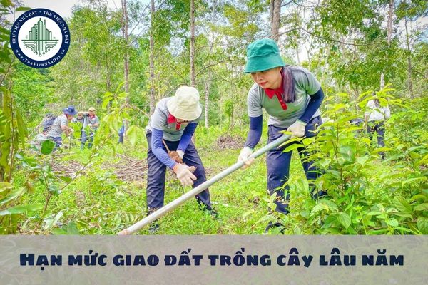 Hạn mức giao đất trồng cây lâu năm cho cá nhân không quá 10 ha đúng không?