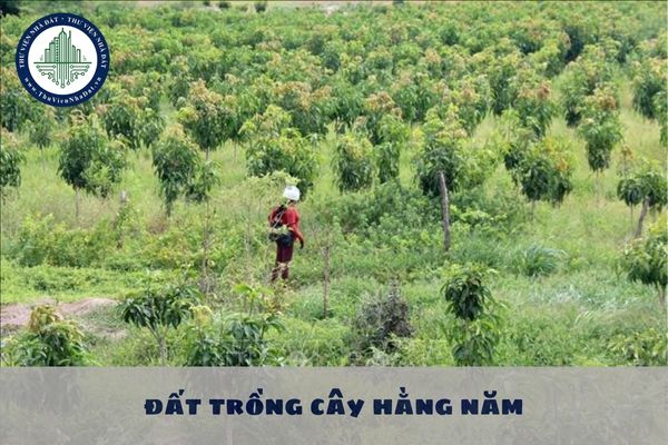 Hạn mức nhận chuyển quyền sử dụng đất trồng cây hằng năm của cá nhận không quá 15 lần hạn mức giao đất đúng không?