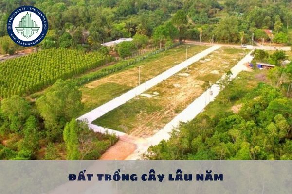 Hạn mức nhận chuyển quyền sử dụng đất trồng cây lâu năm của cá nhân bằng bao nhiêu lần chuyển nhượng?