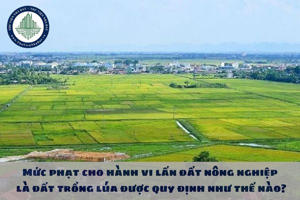 Mức phạt cho hành vi lấn đất nông nghiệp là đất trồng lúa được quy định như thế nào?