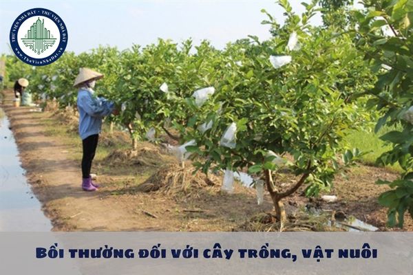 Nhà nước thu hồi đất gây thiệt hại đến cây lâu năm đang trong thời kỳ thu hoạch thì mức bồi thường được quy định như thế nào?