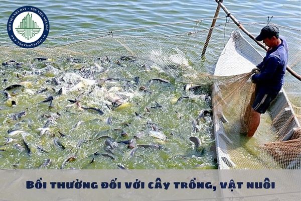 Mức bồi thường khi Nhà nước thu hồi đất mà gây thiệt hại đối với vật nuôi không thể di chuyển thì được bồi thường thế nào?