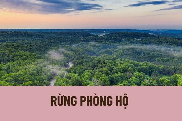 Rừng phòng hộ là gì? Có bao nhiêu loại rừng phòng hộ? Rừng phòng hộ được phân biệt dựa trên tiêu chí nào?