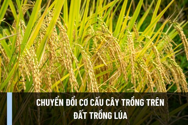 Việc chuyển đổi cơ cấu cây trồng trên đất trồng lúa phải đáp ứng các yêu cầu nào? Thủ tục chuyển đổi cơ cấu cây trồng trên đất trồng lúa ra sao?