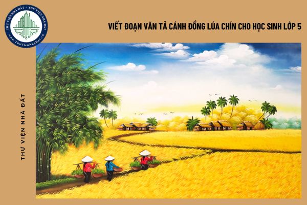 Viết đoạn văn tả cánh đồng lúa chín cho học sinh lớp 5