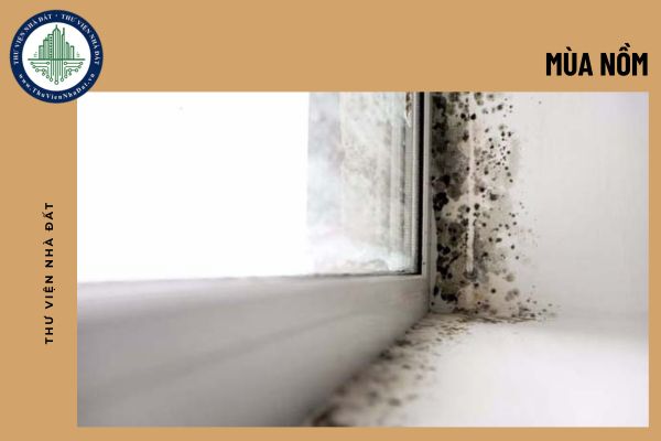 Trồng ngay 11 loại cây giúp hút ẩm mùa nồm
