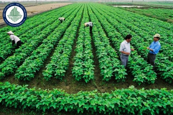 Đất trồng cây hàng năm là gì? Được sử dụng đất trồng cây hàng năm sản xuất nông nghiệp trong bao nhiêu năm?