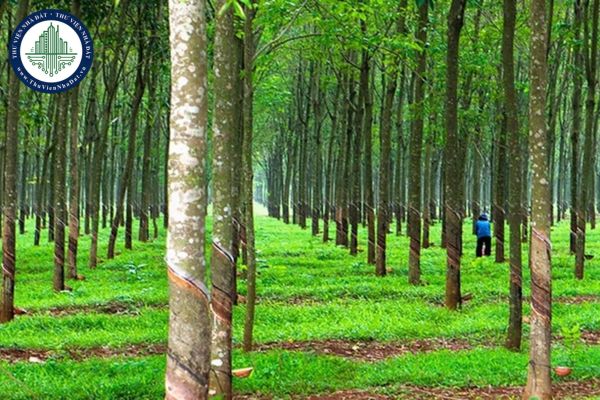 Đất trồng cây lâu năm là gì? Hạn mức giao đất trồng cây lâu năm cho cá nhân là bao nhiêu?