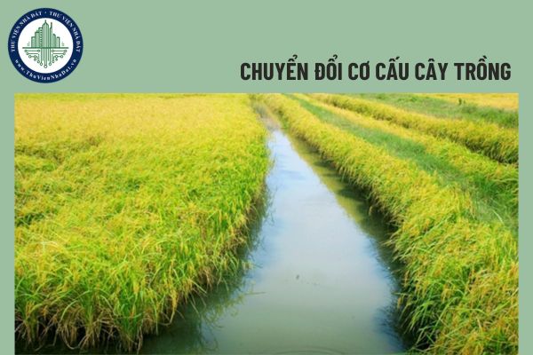 Nguyên tắc chuyển đổi cơ cấu cây trồng trên đất trồng lúa là gì?