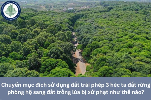 Chuyển mục đích sử dụng đất trái phép 3 héc ta đất rừng phòng hộ sang đất trồng lúa bị xử phạt như thế nào?