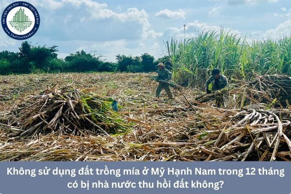 Không sử dụng đất trồng mía ở Mỹ Hạnh Nam trong 12 tháng có bị nhà nước thu hồi đất không?