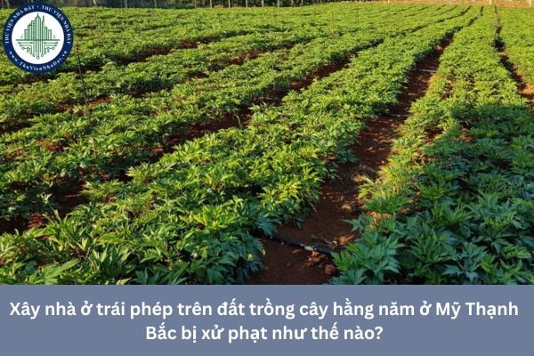 Xây nhà ở trái phép trên đất trồng cây hằng năm ở Mỹ Thạnh Bắc bị xử phạt như thế nào?