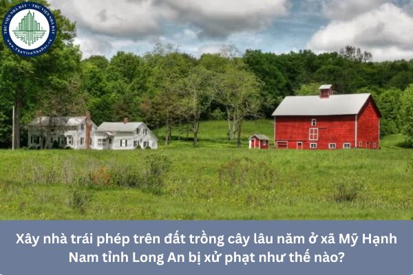 Xây nhà trái phép trên đất trồng cây lâu năm ở xã Mỹ Hạnh Nam tỉnh Long An bị xử phạt như thế nào?