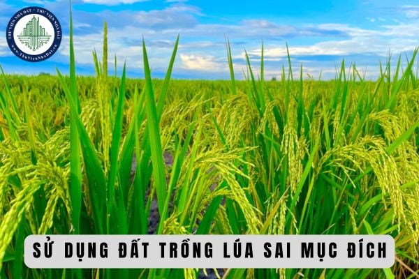 Sử dụng đất trồng lúa sai mục đích thì khắc phục hậu quả như thế nào khi bị xử phạt hành chính?