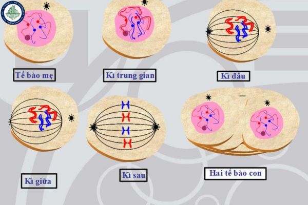 Trong những kì nào của nguyên phân, NST ở trạng thái kép? Các giai đoạn chính của quá trình nguyên phân là gì?